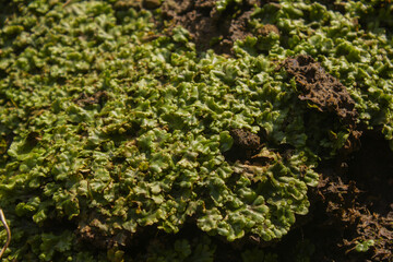 Marchantia lying on the ground
