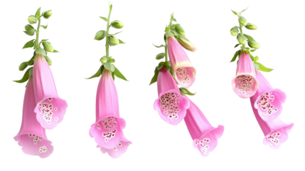 Four pink foxglove flowers isolated on transparent background