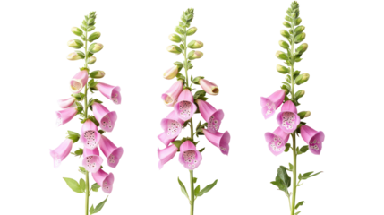 Three pink foxglove flowers isolated on transparent background