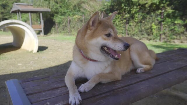 Cure Shiba Inu dog on the bench