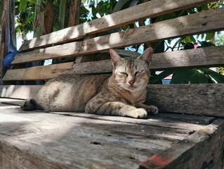 Tabby cat sitting on wooden chair 