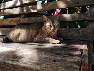 Tabby cat looking at camera while sitting on wooden chair 