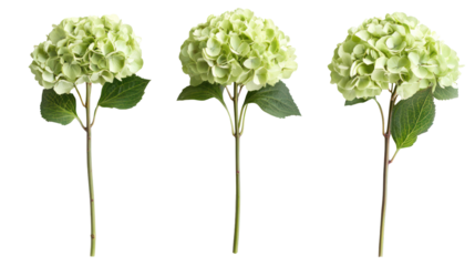 Three light green hydrangea flower heads on stems isolated on transparent background