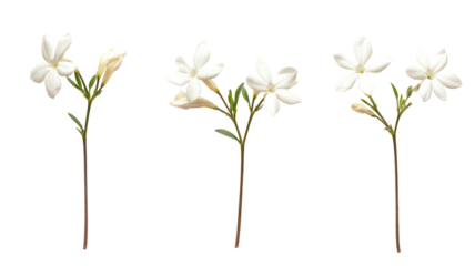 Three delicate white star shaped flowers on long stems isolated on transparent background