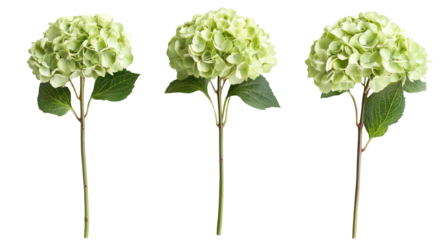 Three light green hydrangea flower heads on stems isolated on transparent background