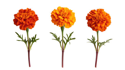Three vibrant orange marigold flowers isolated on transparent background