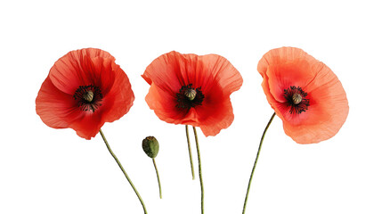 Obraz premium Three red poppies isolated on transparent background