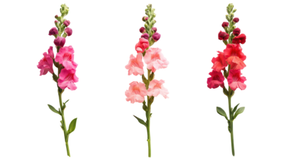 Three snapdragon flower stems in pink and red isolated on transparent background