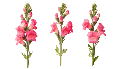 Three pink snapdragon flowers isolated on transparent background