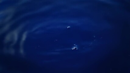 Mysterious Marine Life: An evocative image capturing the subtle dance of ethereal marine creatures in the depths, conveying an atmosphere of both intrigue and wonder.