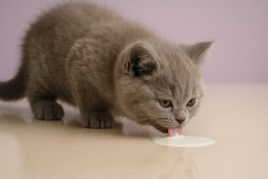adorable gray kitten licking milk from smooth surface, domestic pet enjoying dairy treat in gentle indoor setting - Powered by Adobe