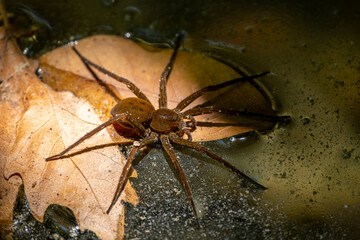 Raft spider (Dolomedes plantarius) standing on water surface. Raft spider resting on calm water. Macro shot of dolomedes plantarius on water.