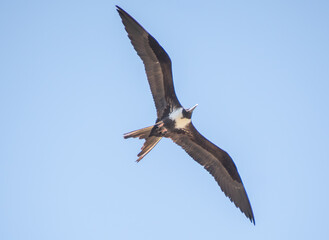 The beautiful frigatebird (Fregata magnificens) flies across the blue sky off the coast of Rio de Janeiro, Brazil. A large black seabird with a white belly and long beak and triangular-shaped wings.