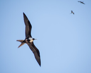The beautiful frigatebird (Fregata magnificens) flies across the blue sky off the coast of Rio de Janeiro, Brazil. A large black seabird with a white belly and long beak and triangular-shaped wings.