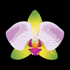 Beautiful Purple Orchid Flower with Pink Accents and Green Bud Vector Graphic Illustration for Decoration and Design