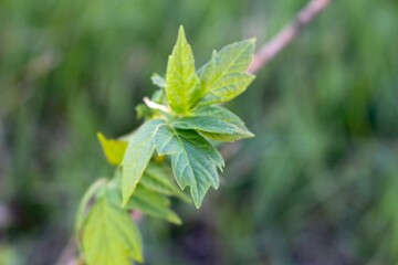 Macro photo of young spring leaves on a branch. Natural background for design