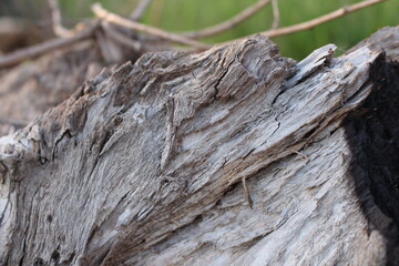 Macro photo of weathered wood bark. Natural rustic background for design