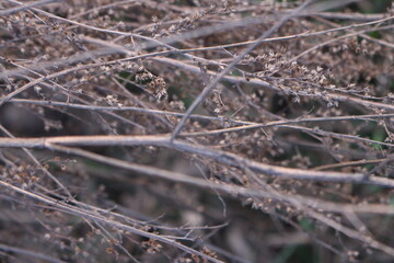 Macro photo of dry twigs in nature. Natural background for design