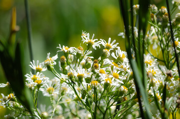 Flor de color Blanca