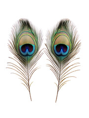 Obraz premium Two peacock feathers isolated on transparent background