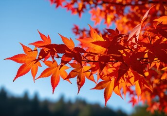 Vibrant japanese maple leaves in fiery orange and red against a clear blue sky in autumn