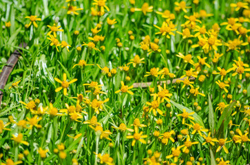 Flor de color Amarilla