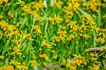 Flor de color Amarilla