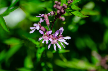 Flor de colores