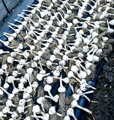 Top-down view of freshly harvested white garlic bulbs with roots, neatly arranged on a dark...