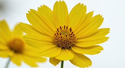 Radiant Bloom: A close-up shot captures the delicate beauty of a vibrant yellow flower with intricate petal arrangement, showcasing nature's artistry in full splendor.