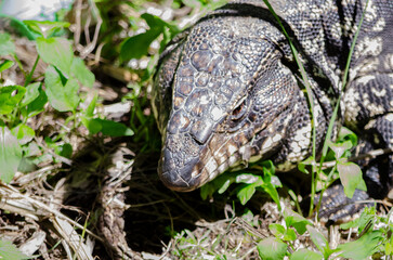 Lagarto Overo en libertad