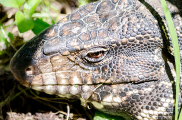 Lagarto Overo en libertad
