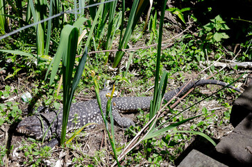 Lagarto Overo en libertad