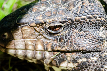 Lagarto Overo en libertad