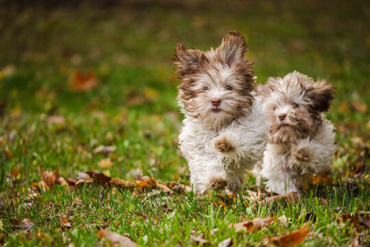 Two fluffy Havanese puppies running together toward the camera on autumn grass with fallen leaves