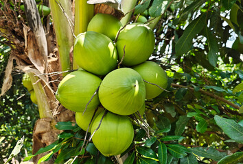 Green coconuts hanging from the tree