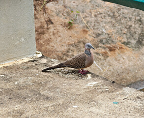 Pigeons on the cement floor
