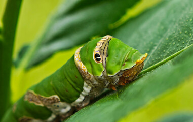 Close up of green caterpillar on a leaf resting