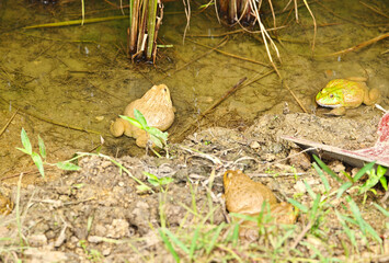 Asian frog in rice field.