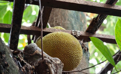 Jackfruit stuck on the tree