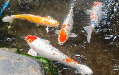 A lot of koi in the pond