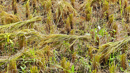 Harvested green wheat on the fields