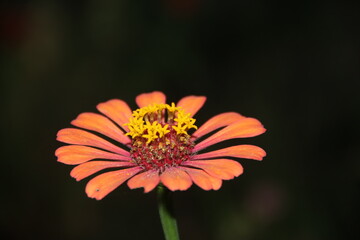 orange flower on black background