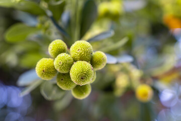 unique texture and vibrant color of arbutus unedo berries. this close-up fascinating details of these nature-inspired fruits.