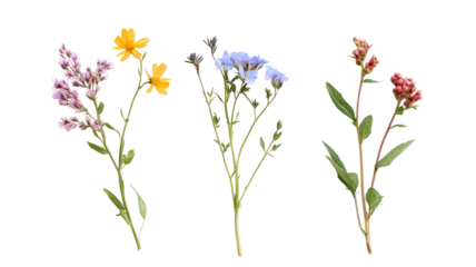 Three delicate wildflowers with green stems isolated on transparent background