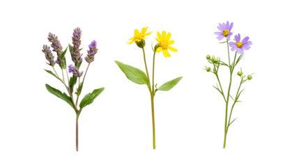 Three wildflowers with purple and yellow blooms isolated on transparent background