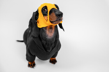 Adorable dachshund wearing a black hoodie paired with a quirky orange mask, showcasing a playful yet charming scene of pet fashion.