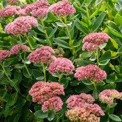 Obraz premium High angle view of group of sedum spectabile (Stonecrop, Hylotelephium telephium, Orpine, Elsie’s Gold) with a little bee collecting pollen on a late summer day.