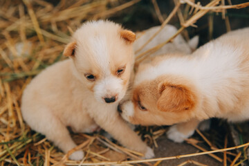 There are many puppies in the forest