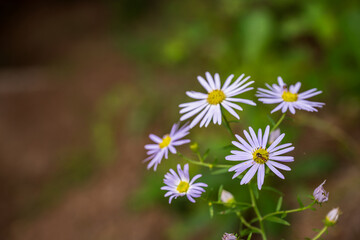 Close up of wild purple daisies with bee